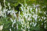 10 DOLL'S EYES Flower White Baneberry Cohosh Actaea Pachypoda Alba Seeds