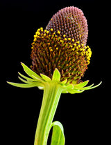 30 WESTERN CONEFLOWER Rudbeckia Occidentalis Green Wizard aka Rayless Naked Chocolate Black Flower Herb Seeds