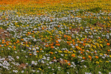 1000 MIXED AFRICAN DAISY ( Cape Marigold / Sun Marigold ) Dimorphotheca Sinuata Flower Seeds