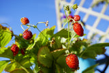 100 VESCA BARON STRAWBERRY Solemacher Berry Fragari Fruit Seeds