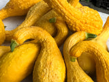50 YELLOW CROOKNECK SQUASH Summer Cucurbita Pepo Crooked Neck Vegetable Seeds