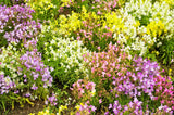 2000 BABY SNAPDRAGON Toadflax Linaria Maroccana Flower Seeds