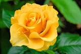 5 YELLOW ROSE Rosa Bush Shrub Perennial Flower Seeds