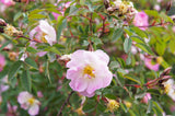 25 PINK SWAMP ROSE Rosa Palustris Flower Shrub Bush ( Average - Wet Soil ) Seeds