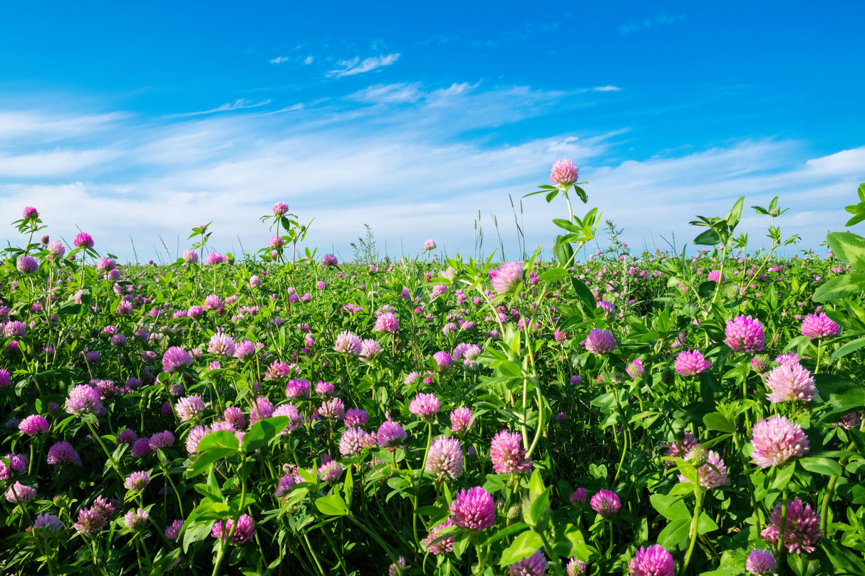 1500 RED CLOVER Monarchs Trifolium Pratense Rose Mauve Flower Ground Cover Seeds