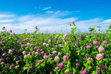 1500 RED CLOVER Monarchs Trifolium Pratense Rose Mauve Flower Ground Cover Seeds
