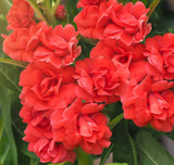 100 Mixed Dwarf TOM THUMB IMPATIENS Balsamina - Sun or Shade - Double Purple, Red, White, Pink, & Orange Flower Seeds