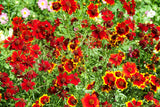 500 RED Dwarf PLAINS COREOPSIS Coreopsis Tinctoria Flower Seeds