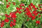 500 RED Dwarf PLAINS COREOPSIS Coreopsis Tinctoria Flower Seeds