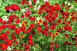 500 RED Dwarf PLAINS COREOPSIS Coreopsis Tinctoria Flower Seeds