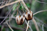 20 SLENDER DUTCHMAN'S PIPE Pipevine Aristolochia Debilis Deep Purple Flower Herb Vine Seeds