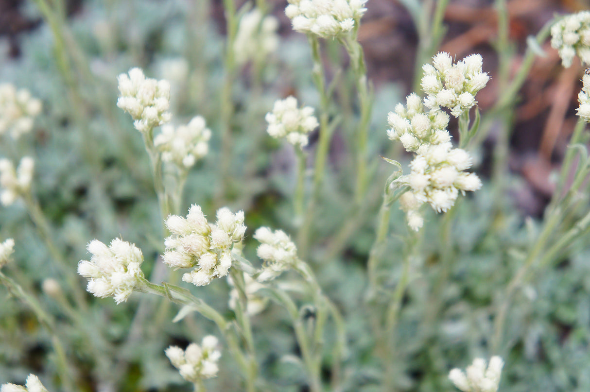 150 White PUSSYTOES Cats Paws Antennaria Flower Seeds