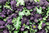 200 PURPLE SPROUTING BROCCOLI Brassica Oleracea Vegetable Seeds