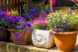 200 MIXED COLORS LOBELIA Regatta Lobelia Erinus Flower Seeds