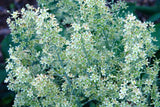 100 WHITE CAMAS Anticlea Elegans Zigadenus Camass Alkali Native Flower Seeds