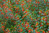10 Red CIGAR PLANT Mexican Firecracker Cuphea Ignea Hummingbird Flower Seeds