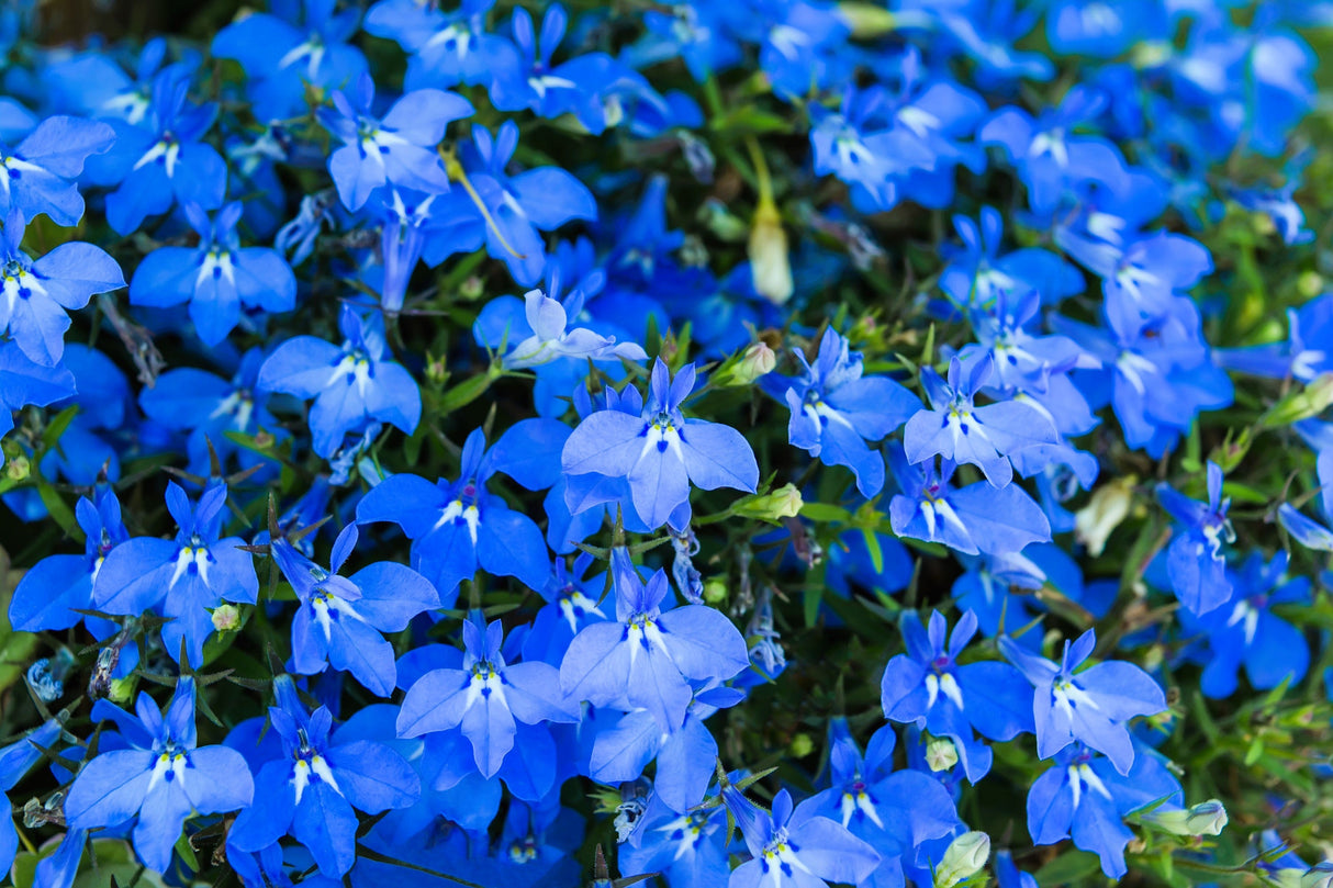 200 BLUE SAPPHIRE LOBELIA Erinus Trailing for Planters or Groundcover Flower Seeds