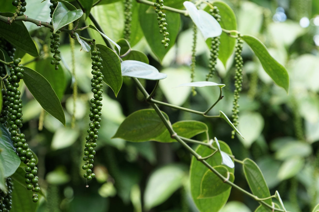 25 BLACK PEPPERCORN Black Pepper Piper Nigrum Spice Vine Seeds