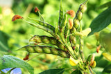 30 PIGEON PEA Dhal Gungo Puerto Rico Bean Cajanus Cajan Vegetable Seeds
