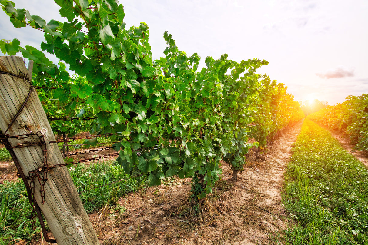 30 WINE GRAPE Vitis Viniferia Domestic Mixed Colors Fruit Vine Seeds
