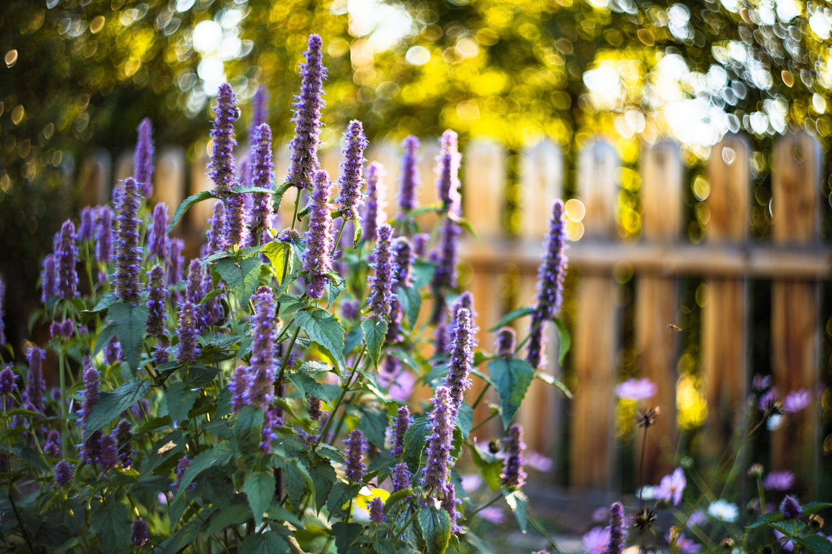 500 PURPLE ANISE HYSSOP (Licorice Mint / Blue Giant) Agastache Foeniculum Herb Flower Seeds