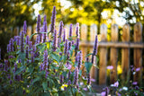 500 PURPLE ANISE HYSSOP (Licorice Mint / Blue Giant) Agastache Foeniculum Herb Flower Seeds