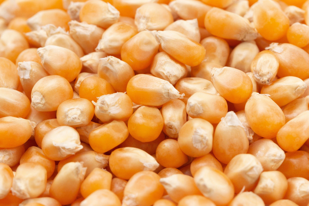 150 LADY FINGERS POPCORN Corn Zea Mays White Yellow Vegetable Seeds