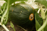 35 Sweet TATUME SQUASH Cucurbita Pepo Calabash Calabacita Mexican Zucchini Seeds