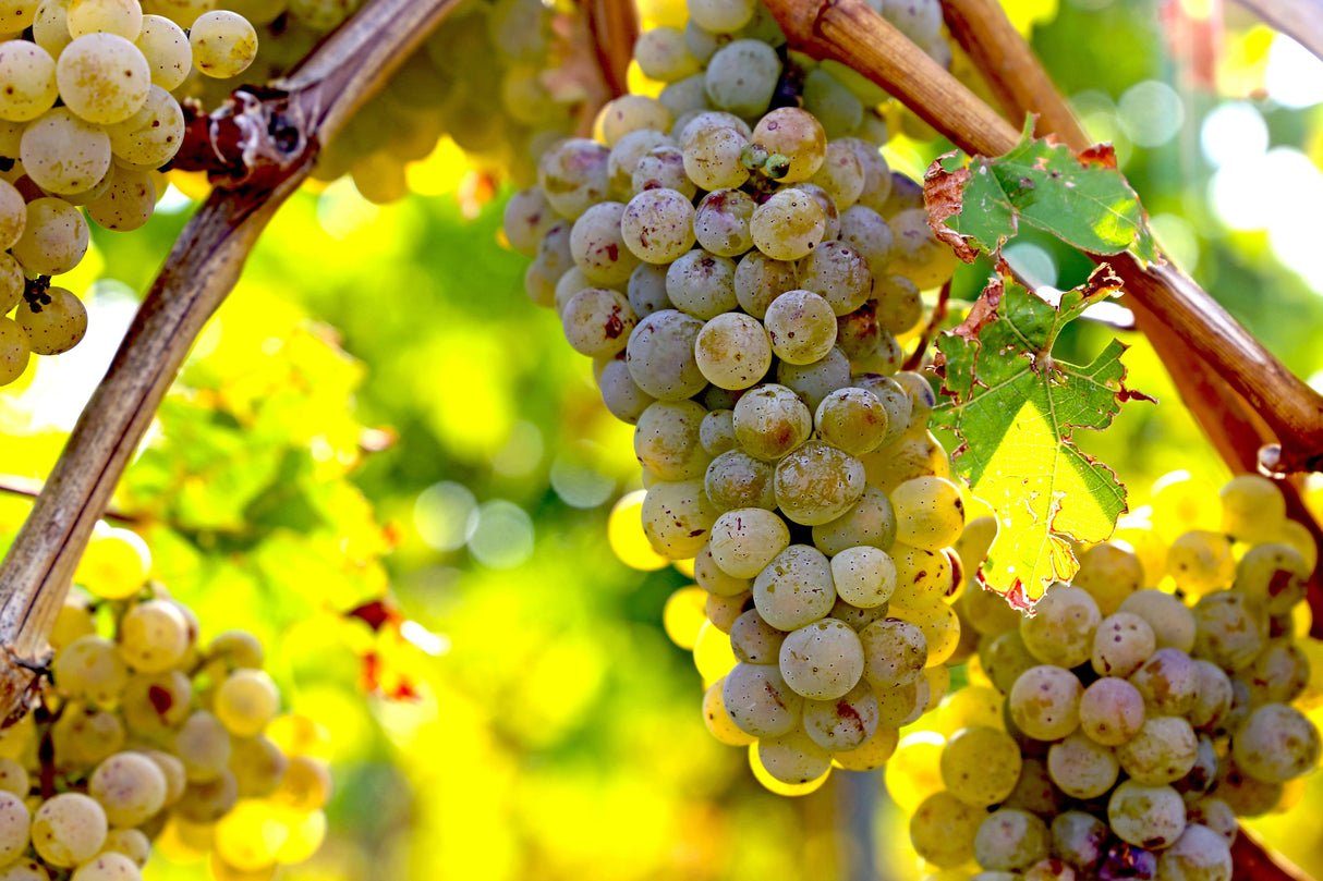 30 WINE GRAPE Vitis Viniferia Domestic Mixed Colors Fruit Vine Seeds