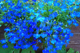 200 BLUE SAPPHIRE LOBELIA Erinus Trailing for Planters or Groundcover Flower Seeds