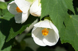 30 Mixed Colors FLOWERING MAPLE (Chinese Bell Flower) Abutilon Hybridum Shrub Bush Small Tree Seeds