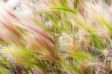 40 SQUIRREL TAIL Barley GRASS (Foxtail Barley) Hordeum Jubatum Ornamental Seeds