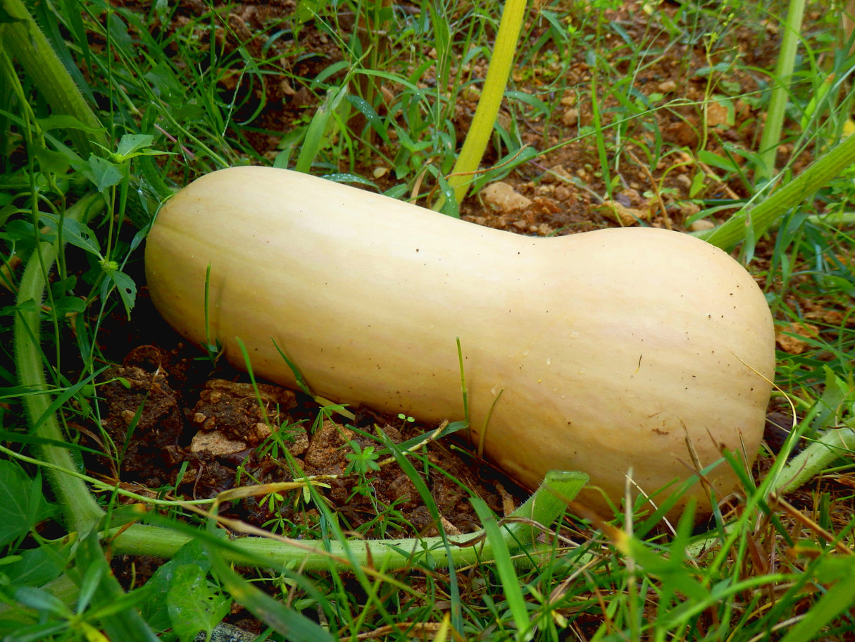 50 WALTHAM BUTTERNUT SQUASH Winter Cucurbita Moschata Vegetable Seeds