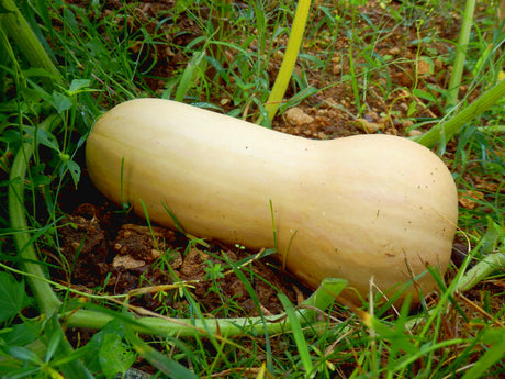 50 WALTHAM BUTTERNUT SQUASH Winter Cucurbita Moschata Vegetable Seeds