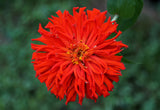 250 ZIN MASTER ZINNIA Mix Elegans Mixed Colors Flower Seeds