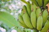 5 PLANTAIN BANANA Musa Balbisiana Hardy Red Flowering Sweet Wild Fruit Tree Seeds