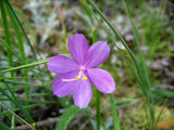 20 GRASSWIDOW Purple-Eyed Grass Sisyrinchium Inflatum syn. Olsynium Douglasii Grass Widows Reddish Purple Ornamental Grass Flower Seeds