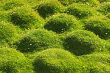 50 IRISH MOSS Groundcover Heath Pearlwort Sagina Subulata White Flower Seeds