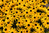 2000 BLACK EYED SUSAN Rudbeckia Hirta Yellow Heirloom Native Flower Seeds
