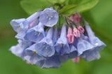 25 VIRGINIA BLUEBELLS True Blue & Pink Mertensia Virginica Flower Seeds