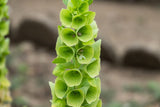 150 BELLS OF IRELAND ( Lady In The Bathtub / Shell Flower ) Moluccella Laevis Green Flower Seeds