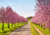 3 NEMAGUARD PEACH TREE Prunus Persica Fruit Pink Flower Seeds