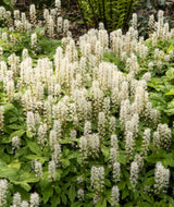 20 SUGAR SCOOP FOAMFLOWER White Tiarella Trifoliata Laceflower Flower Seeds