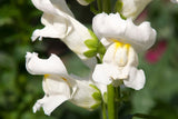 250 WHITE SNOWFLAKE SNAPDRAGON Antirrhinum Majus Flower Seeds