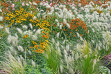 30 WHITE FOUNTAIN GRASS Pennisetum Villosum Ornamental Flower Seeds