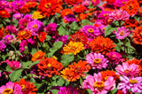 250 Mixed Colors ZINNIA ELEGANS Flower Seeds