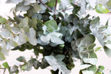 20 SILVER DROP EUCALYPTUS Gunnii Cider Gum Silver Blue Foliage Florist Tree Seeds