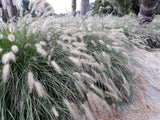 25 DWARF FOUNTAIN GRASS Pennisetum Alopecuroides Hardy Ornamental White Plume Seeds