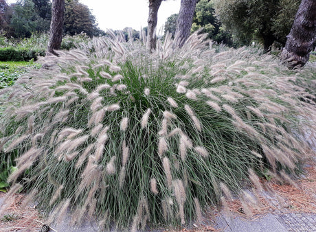 25 DWARF FOUNTAIN GRASS Pennisetum Alopecuroides Hardy Ornamental White Plume Seeds