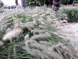 25 DWARF FOUNTAIN GRASS Pennisetum Alopecuroides Hardy Ornamental White Plume Seeds